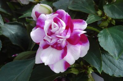 Double Impatiens (Double Impatiens 'Fiesta Ole Purple Stripe')