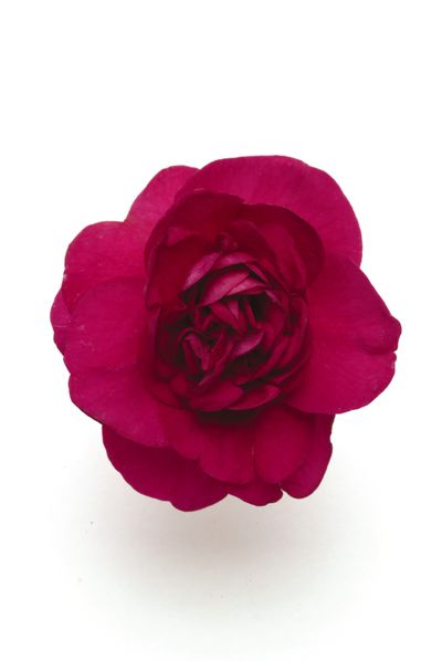 Double Impatiens (Double Impatiens 'Fiesta Ole Purple')