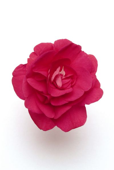 Double Impatiens (Double Impatiens 'Fiesta Ole Rose')