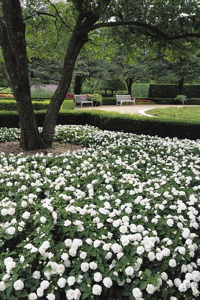 Double Impatiens (Double Impatiens 'Fiesta White')