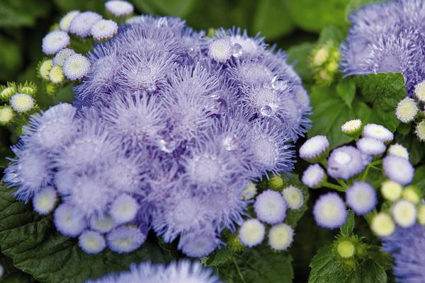 Ageratum  (Ageratum 'Hawaii Blue')
