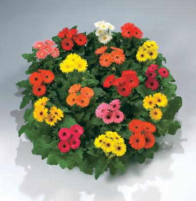 Gerbera (Gerbera 'Royal Premium Mix')