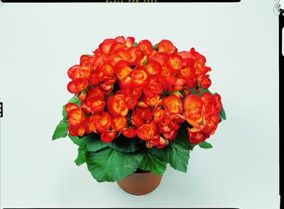 Hiemalis Begonias (Heimalis Begonias 'Carneval')