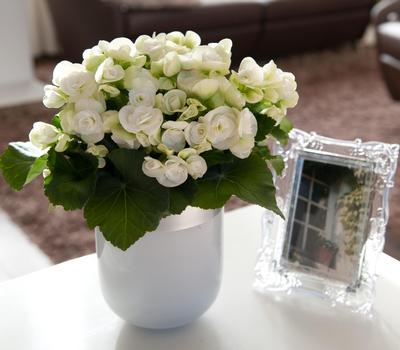Hiemalis Begonias (Heimalis Begonias 'Clara')