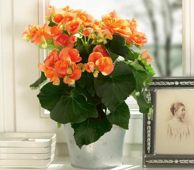 Hiemalis Begonias (Heimalis Begonias 'Dark Britt')