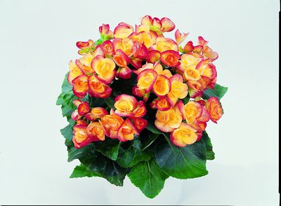 Hiemalis Begonias (Heimalis Begonias 'Julie')