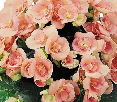 Hiemalis Begonias (Heimalis Begonias 'Nelly')