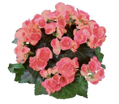 Hiemalis Begonias (Heimalis Begonias 'Netja Dark')