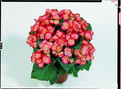 Hiemalis Begonias (Heimalis Begonias 'Peggy')