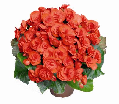 Hiemalis Begonias (Heimalis Begonias 'Veronica')