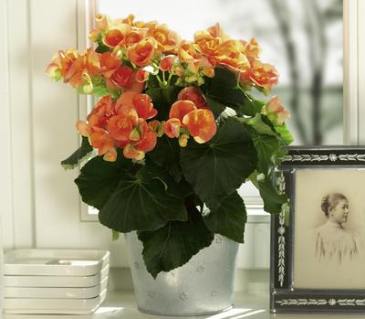Hiemalis Begonias (Heimalis Begonias 'Brigitte')