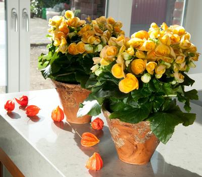 Hiemalis Begonias (Heimalis Begonias 'Nadine')