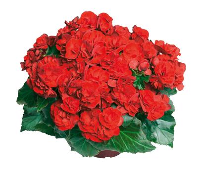 Hiemalis Begonias (Heimalis Begonias 'Olympic Red')