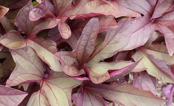 Ipomoea (Ipomoea 'Sweet Caroline Red')