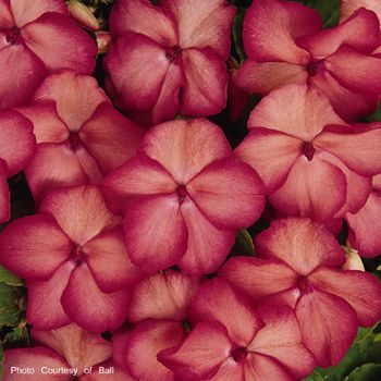 Impatien (Impatien 'Coral Swirl')