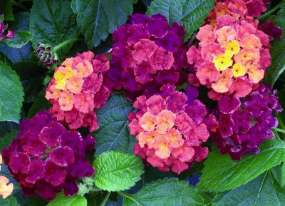 Lantana (Lantana 'Bandana Cherry Sunrise')