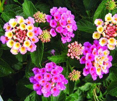 Lantana (Lantana 'Bandana Pink '09')