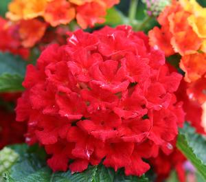 Lantana (Lantana 'Bandana Red '09')