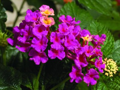 Lantana (Lantana 'Bandana Rose')