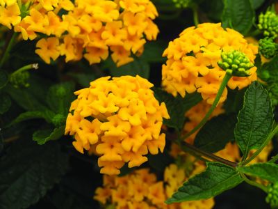 Lantana (Lantana 'Bandana Trailing Gold')