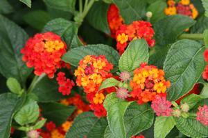 Lantana (Lantana 'Luscious Citrus Blend')
