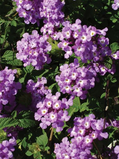 Lantana (Lantana 'Luscious Grape')