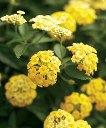 Lantana (Lantana 'Luscious Lemonade')