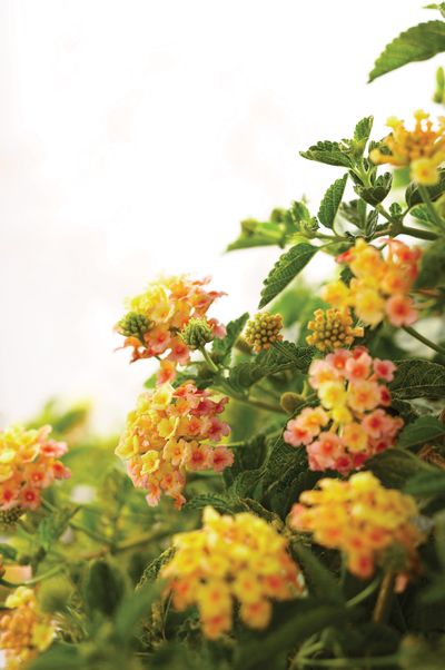 Lantana (Lantana 'Luscious Tropical Fruit')