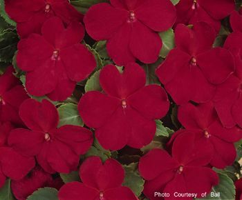 Impatien (Impatien 'Dazzler Cranberry')