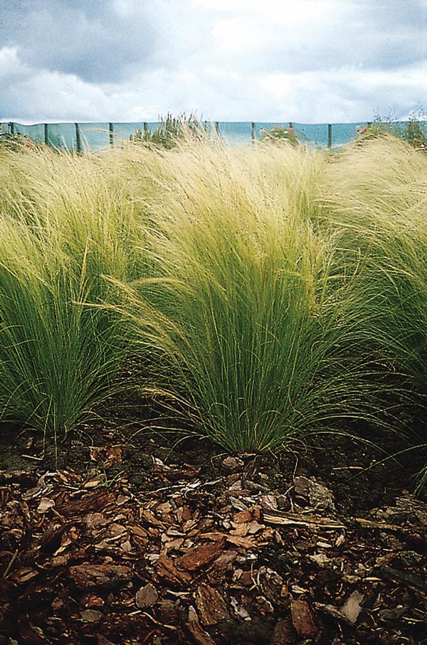 Ornamental Grass nassella tenuissima Pony Tails | Lucas Greenhouses