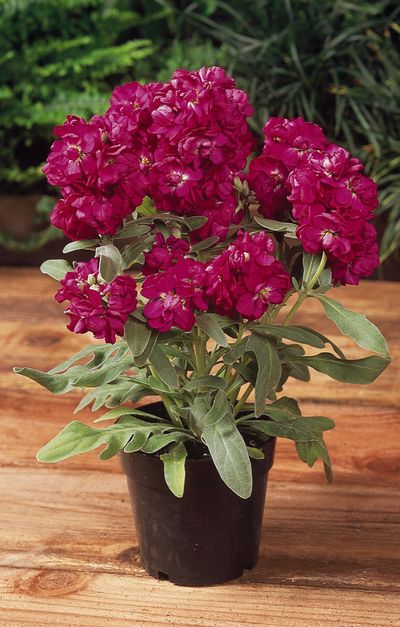 Stock (Stock 'Vintage Rose')