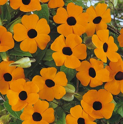 Thumbergia (Thumbergia 'Sunny Orange Wonder')