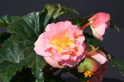Tuberous Begonias (Tuberous Begonias 'Fortune Peach Shades')