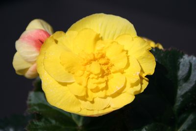 Tuberous Begonias (Tuberous Begonia 'Fortune Yellow')