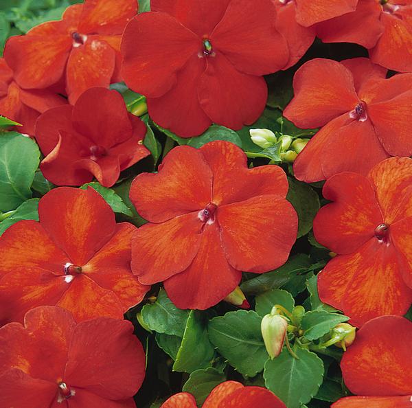 Impatien (Impatien 'Super Elfin Bright Orange')