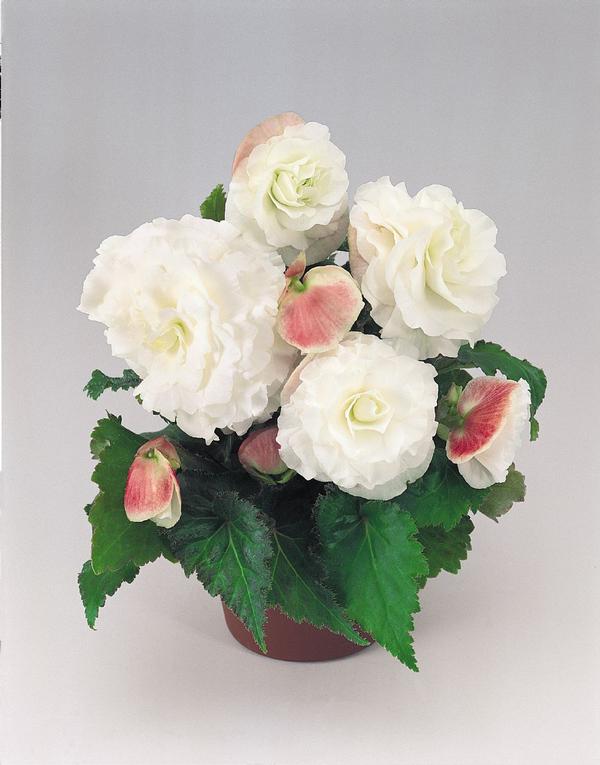 Tuberous Begonias (Tuberous Begonias 'Non Stop Appleblossom')
