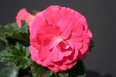 Tuberous Begonias (Tuberous Begonias 'Non Stop Bright Rose')