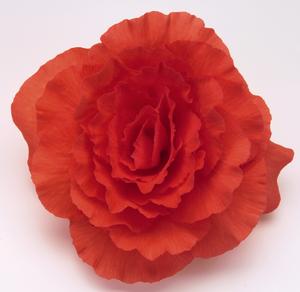 Tuberous Begonias (Tuberous Begonias 'Non Stop Deep Salmon')