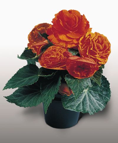 Tuberous Begonias (Tuberous Begonias 'Non Stop Golden Orange')