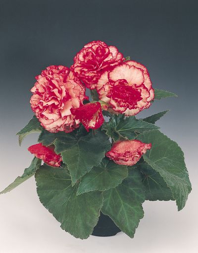 Tuberous Begonias (Tuberous Begonias 'Non Stop Rose Petticoat')