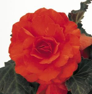 Tuberous Begonias (Tuberous Begonias 'Non Stop Mocca Deep Orange')