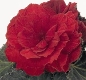 Tuberous Begonias (Tuberous Begonias 'Non Stop Mocca Scarlet')