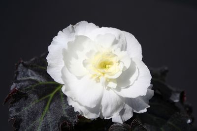 Tuberous Begonias (Tuberous Begonias 'Non Stop Mocca White')