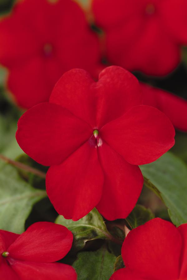 Impatien (Impatien 'Super Elfin Red XP')