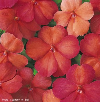 Impatien (Impatien 'Super Elfin Sunrise')