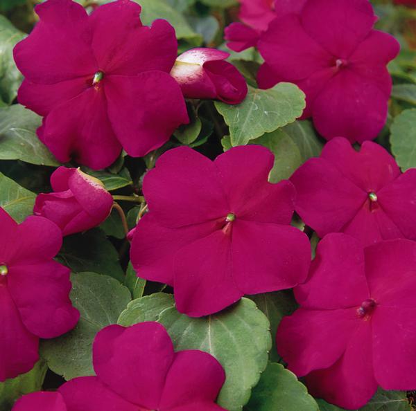 Impatien (Impatien 'Super Elfin Violet XP')