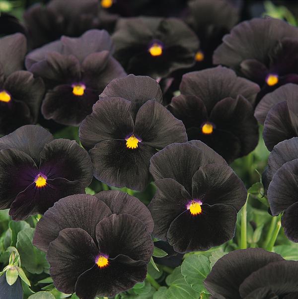 Pansy viola x wittrockiana Halloween 2 Lucas Greenhouses