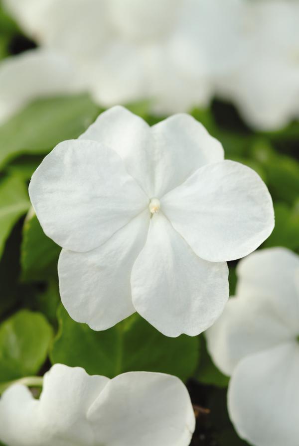 Impatien (Impatien 'Super Elfin White XP')
