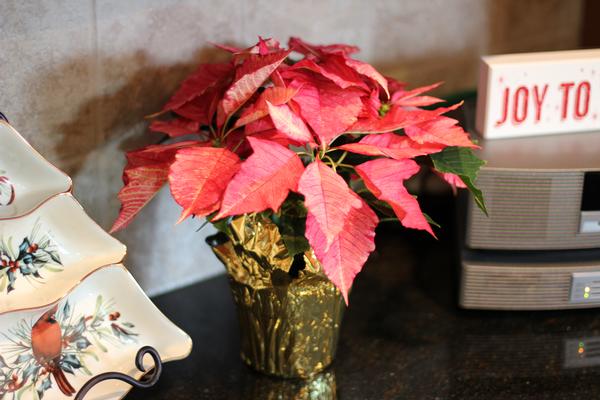 Poinsettia Euphorbia Pulcherrima