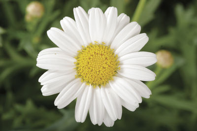Argyranthemum (Argyranthemum 'Sassy Compact White')
